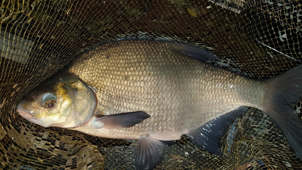 Ловля леща на дальних рубежах в начале лета00003.JPG